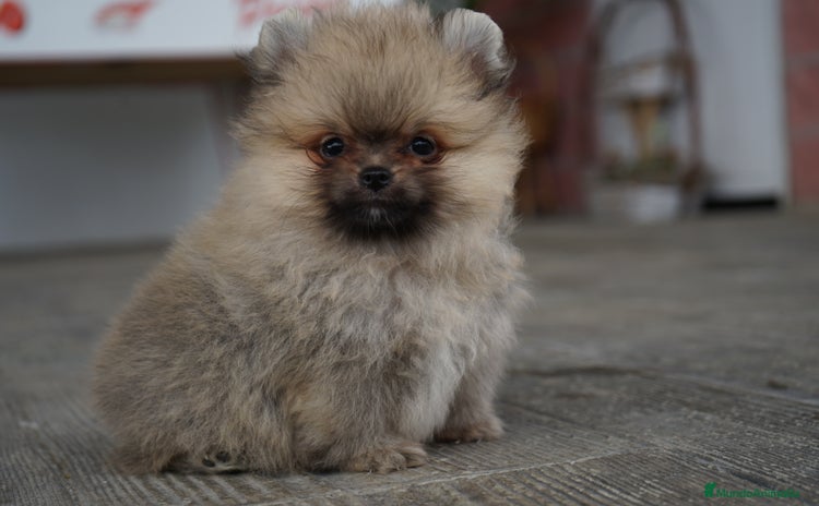 Pomerania perros - Anuncio 15