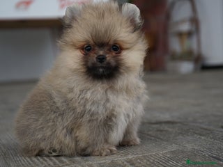 Pomerania perros - Anuncio 29