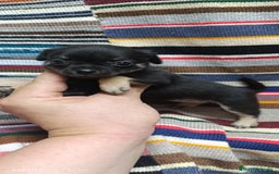 Chihuahua perros en venta: Chihuhua toy  - Imagen 6