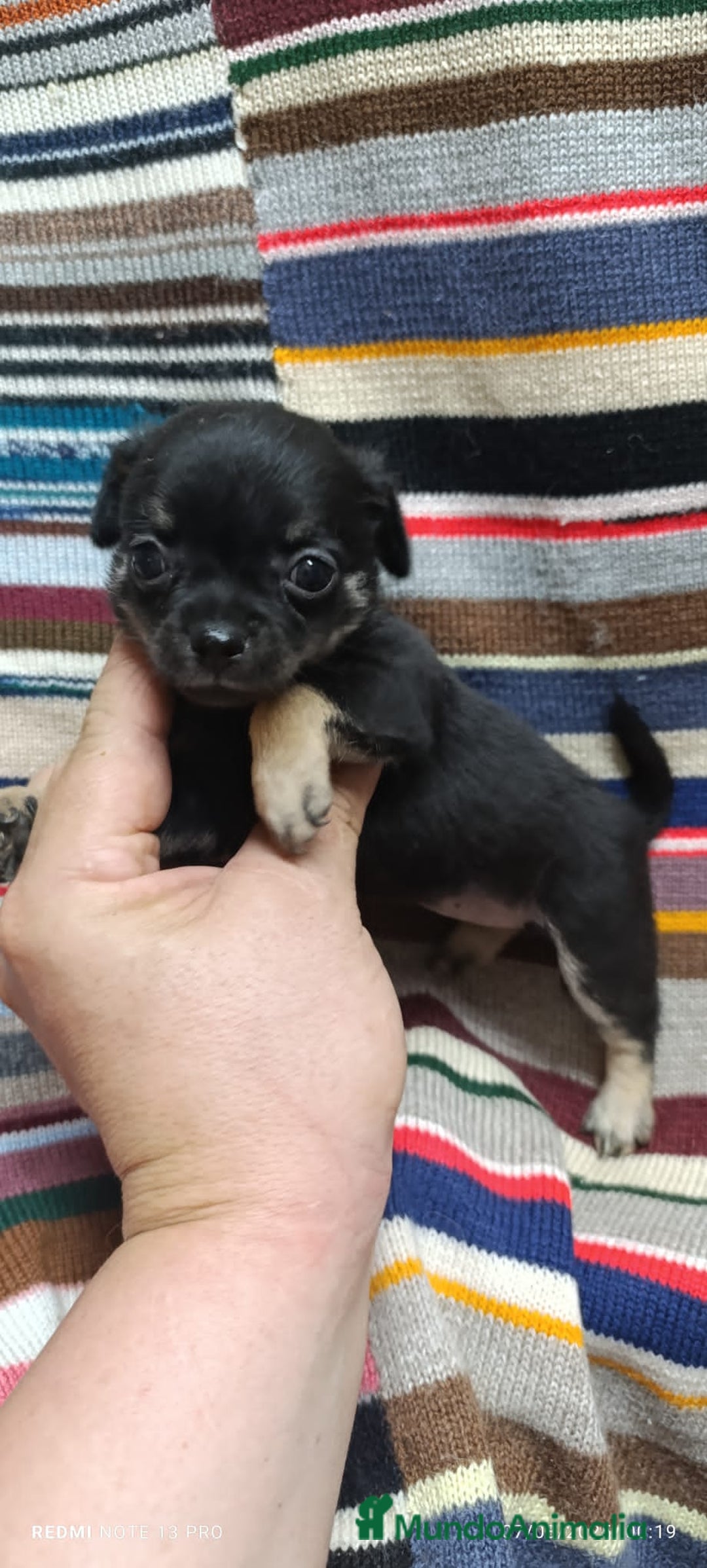 Chihuahua perros en venta: Chihuhua toy  - Imagen 6