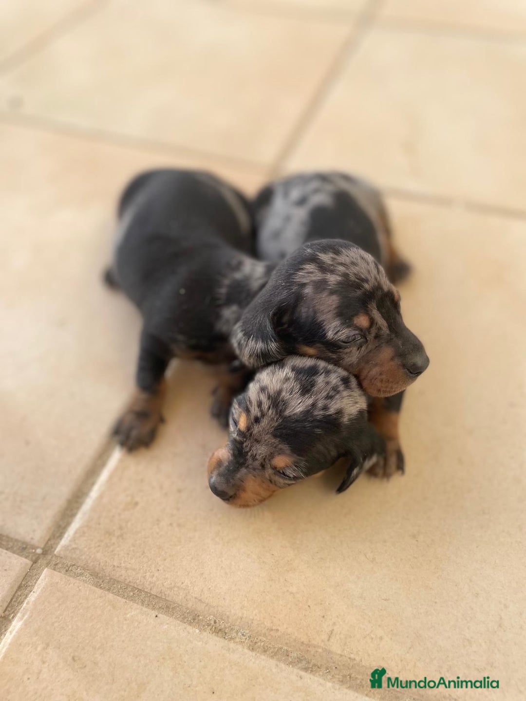 Teckel Miniatura perros en venta: teckel miniatura - Anuncio 1