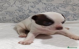 Chihuahua perros en venta: Chihuahua toys  - Imagen 5