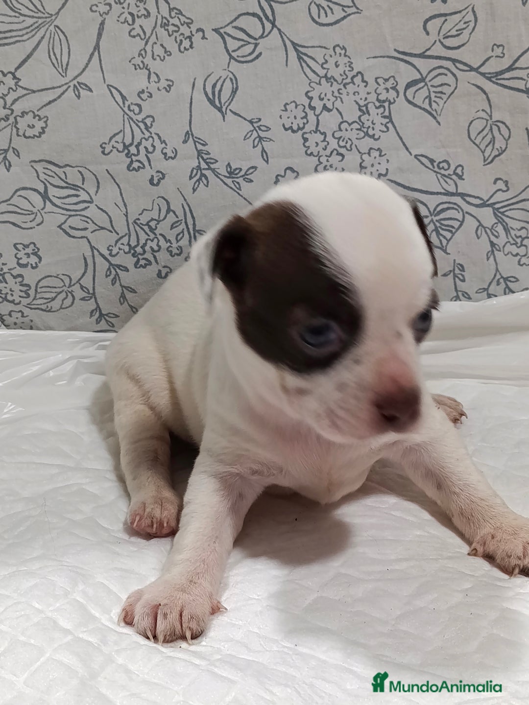 Chihuahua perros en venta: Chihuahua toys  - Imagen 5