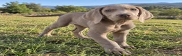 Weimaraner perros en venta: WEIMARANER - Anuncio 3