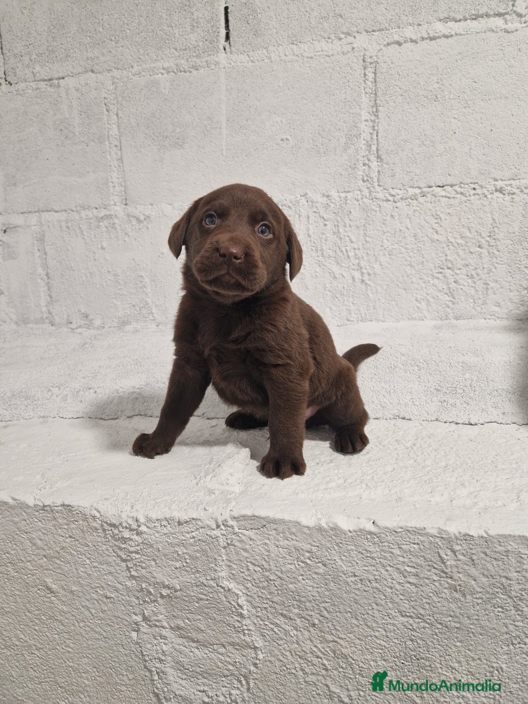 Labrador Retriever perros en venta: Labrador Retriever - Anuncio 4