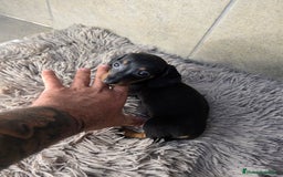 Teckel Miniatura perros en venta: Teckel negro fuego super pequeños - Imagen 2