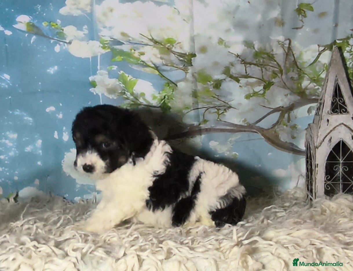 Perro de Agua Español perros Perros de agua  - Anuncio 19