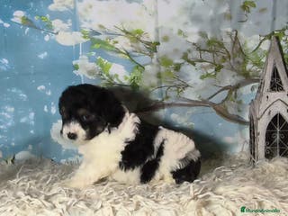 Perro de Agua Español perros Perros de agua - Anuncio 19