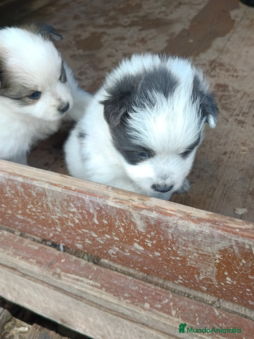 Pomerania perros en venta: Pomerania  - Anuncio 2