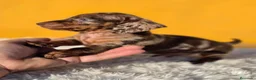 Teckel Miniatura perros en venta: Teckel arlequin chocolate  - Anuncio 2