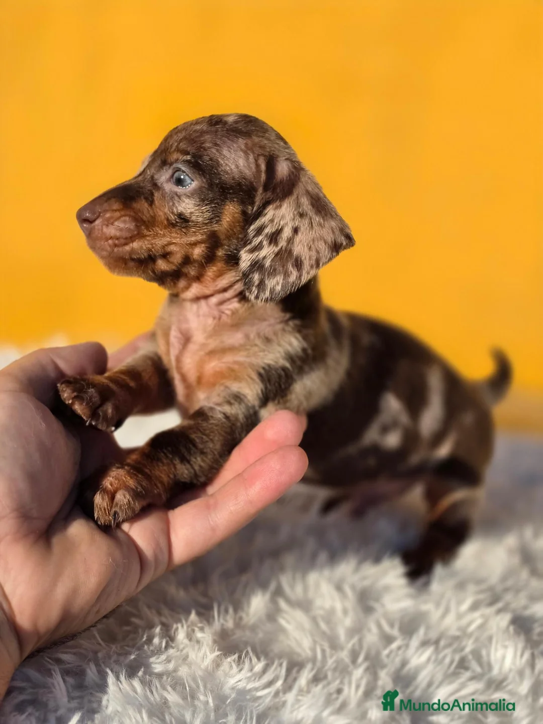 Teckel Miniatura perros en venta: Teckel arlequin chocolate  - Anuncio 2