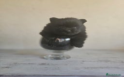 Pomerania perros en venta: CAMADA DE POMERANIA  - Imagen 4