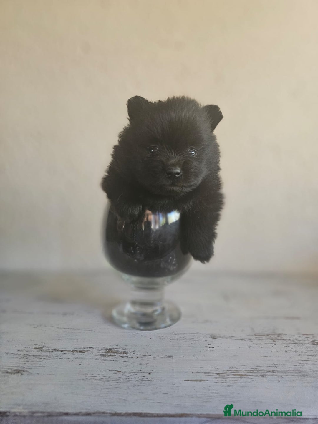 Pomerania perros en venta: CAMADA DE POMERANIA  - Imagen 4