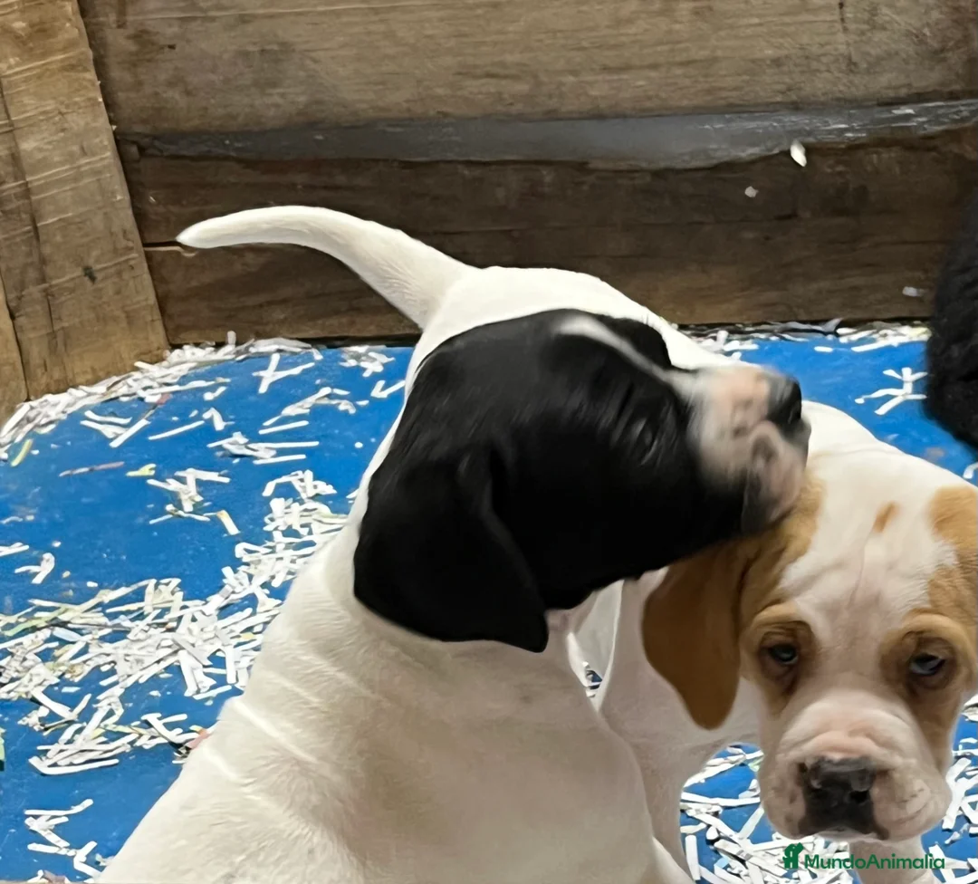 Pointer perros en venta: Pointer inglés CARABY  en Alicante - Anuncio 7