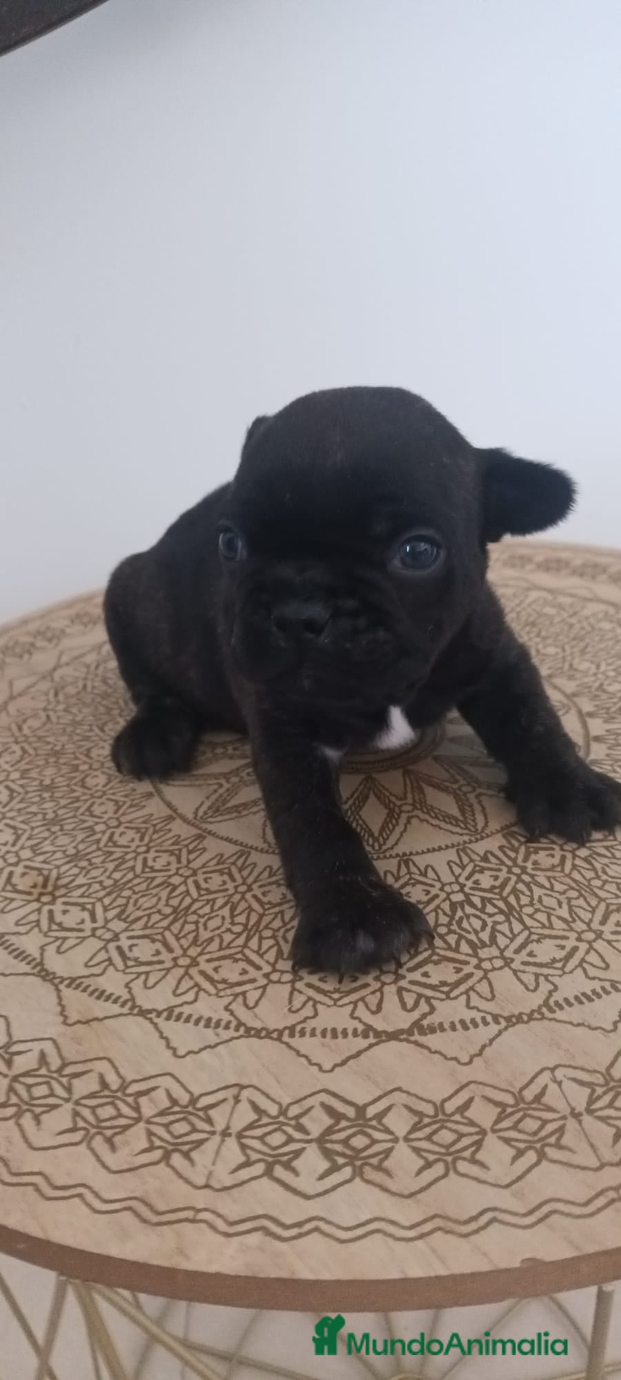 Bulldog Francés perros Bulldog Francés - Anuncio 2