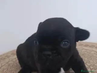 Bulldog Francés perros Bulldog Francés - Anuncio 4
