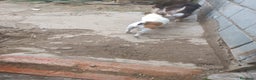 Jack Russell Terrier perros en adopcion: Macho jac Russell adulto adopcion - Anuncio 2