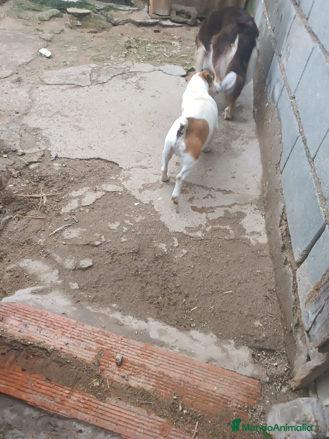 Jack Russell Terrier perros en adopcion: Macho jac Russell adulto adopcion - Anuncio 2