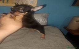 Chihuahua perros en venta: Chihuahua macho enano  - Imagen 6