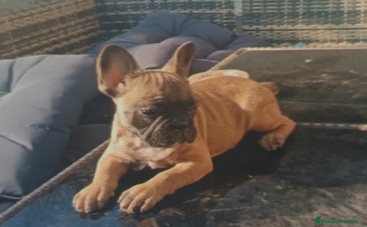 Bulldog Francés perros - Propaganda 1