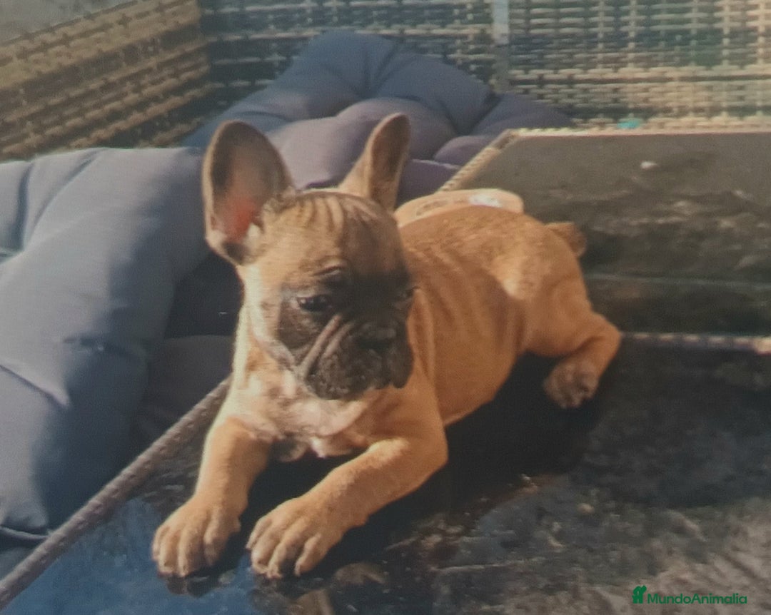 Bulldog Francés perros en venta: Bulldog Frances Hembra - Imagen 1