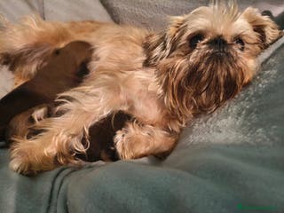 Grifón de Bruselas perros Griffones de Bruselas, grifon de bruselas - Anuncio 28