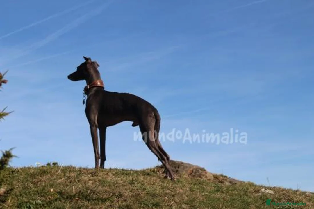 Imagen de galería {{count}}