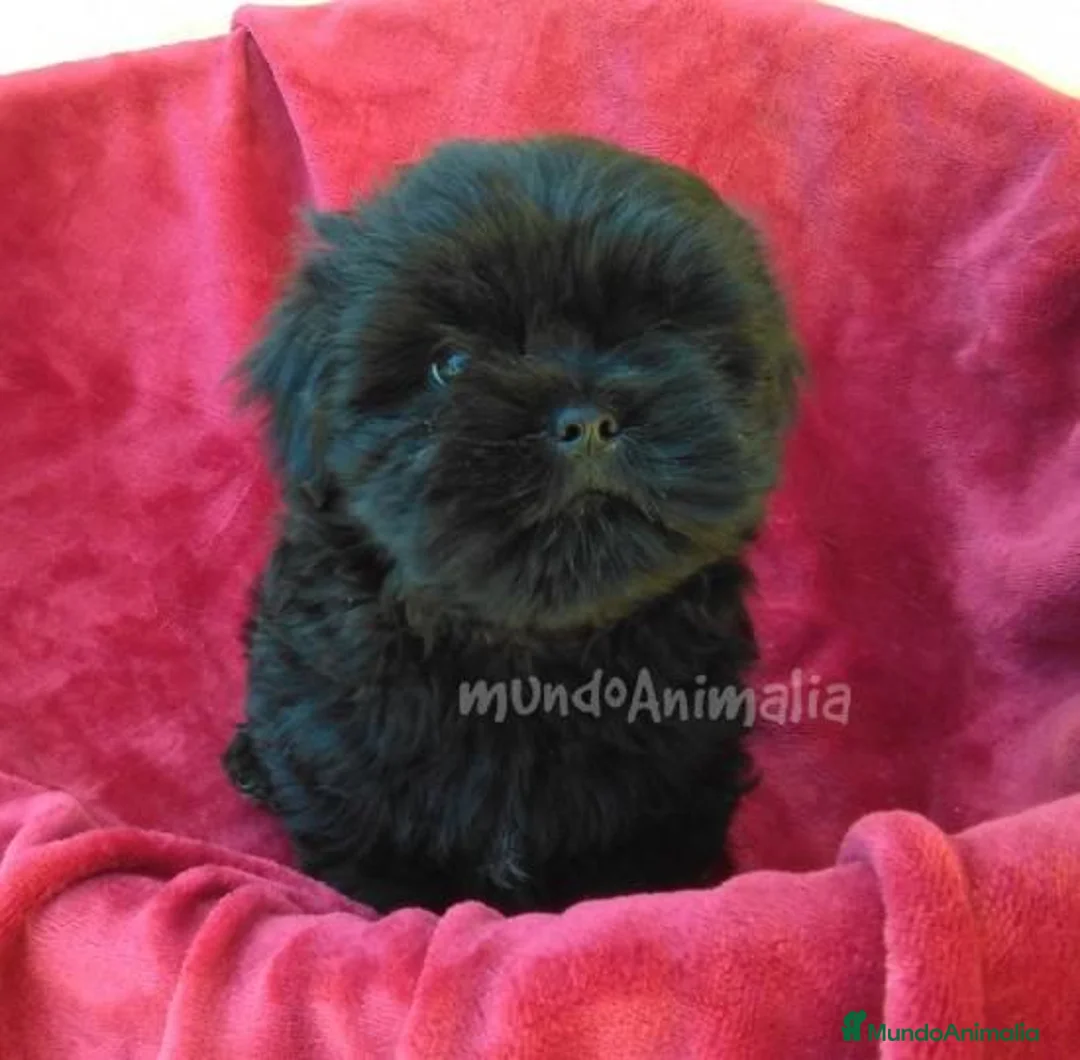 Imagen de galería {{count}}