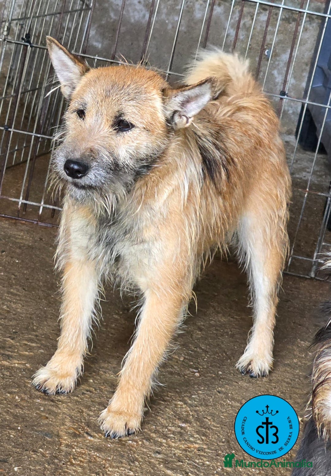 Raza Mixta perros en adopcion: Cruce de Shibainu con Schnauzer - Imagen 5