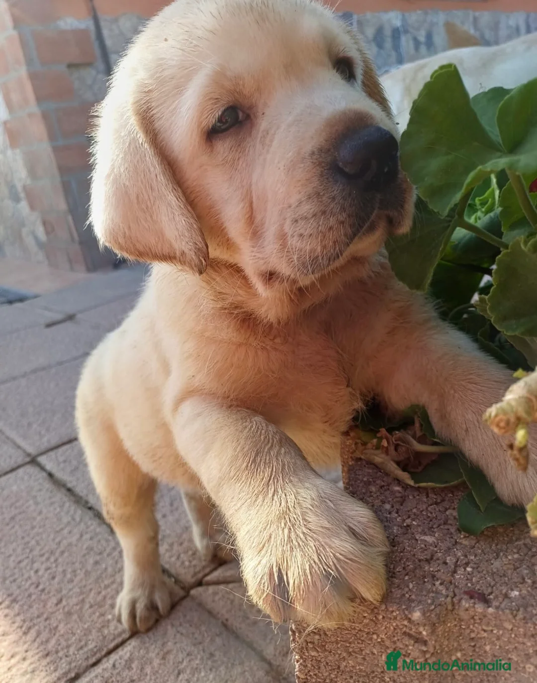 Labrador Retriever perros en venta: Labrador retriever dorados🐶🐾 - Anuncio 2