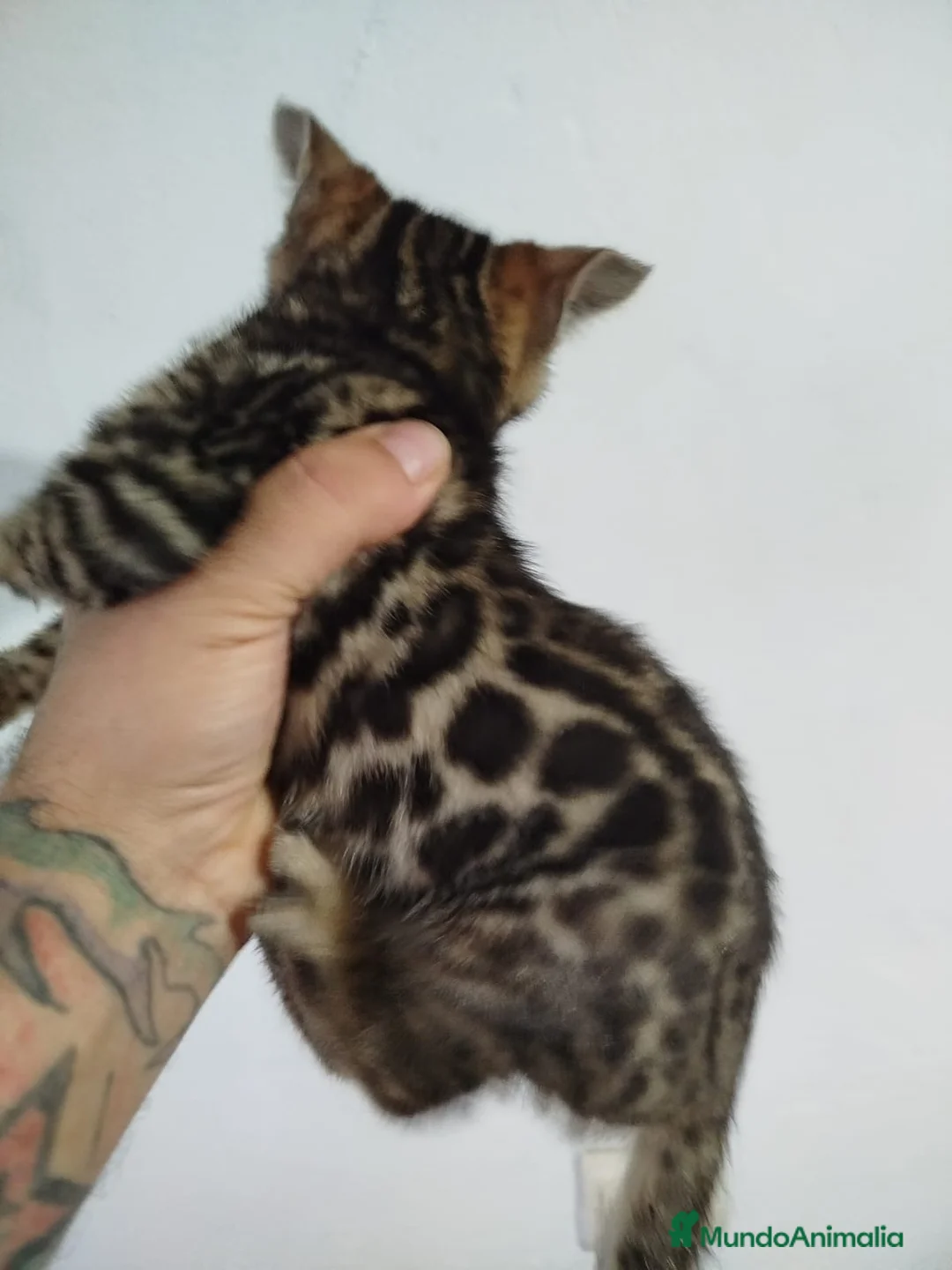 Bengalí gatos en venta: GATOS BENGALÍS - Anuncio 1