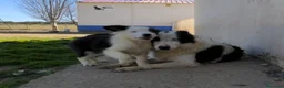 Border Collie perros en venta: Camada de border collie - Anuncio 13