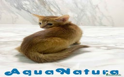 Abisinio gatos en venta:  Abisinio Hembra de Mia 7910 AQUANATURA - Imagen 2
