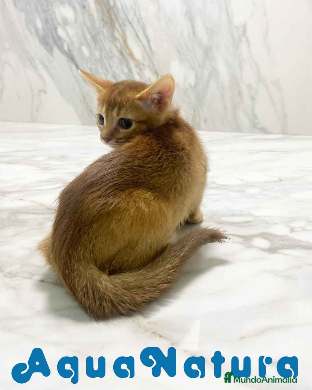 Abisinio gatos en venta:  Abisinio Hembra de Mia 7910 AQUANATURA - Imagen 2