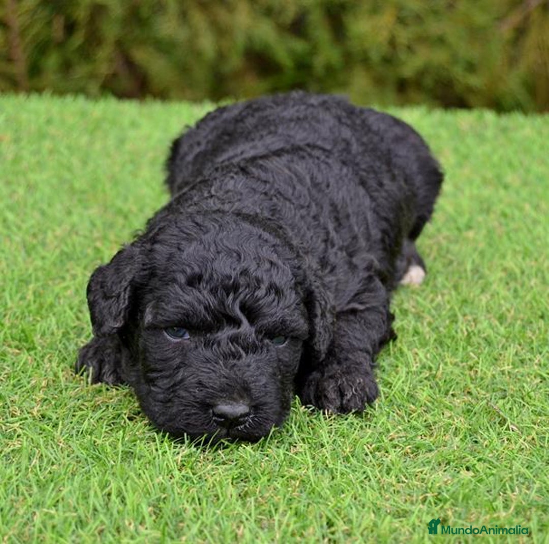 Perro de Agua Español perros en venta: Cachorros de perro de agua  - Anuncio 12