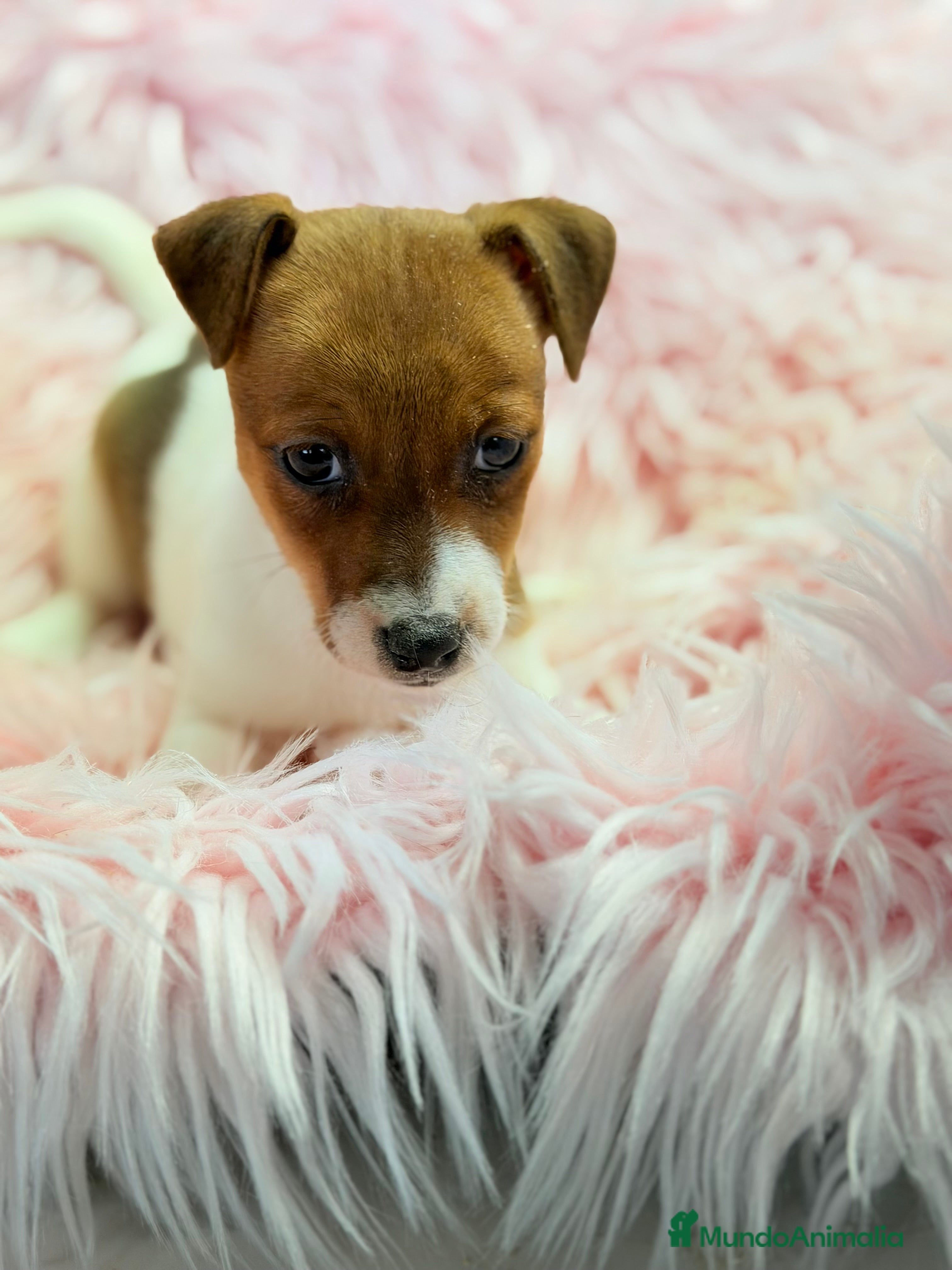 Jack Russell Terrier perros Jack Russell bicolor  - Anuncio 21