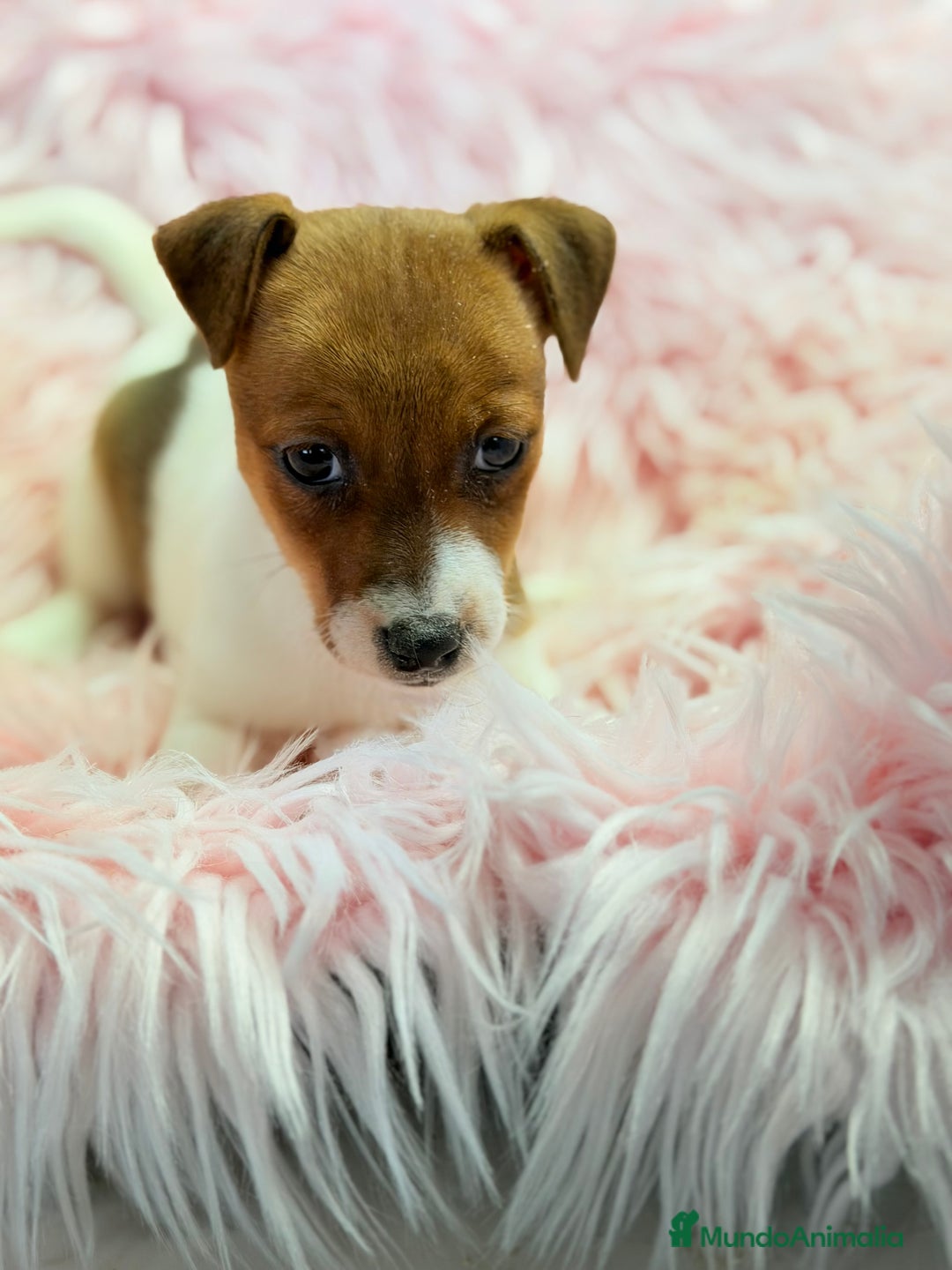 Jack Russell Terrier perros en venta: Jack Russell bicolor  - Anuncio 1