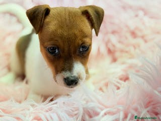 Jack Russell Terrier perros Jack Russell bicolor - Anuncio 8