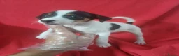 Ratonero Bodeguero Andaluz perros en venta: Bodeguero Andaluz  - Anuncio 2