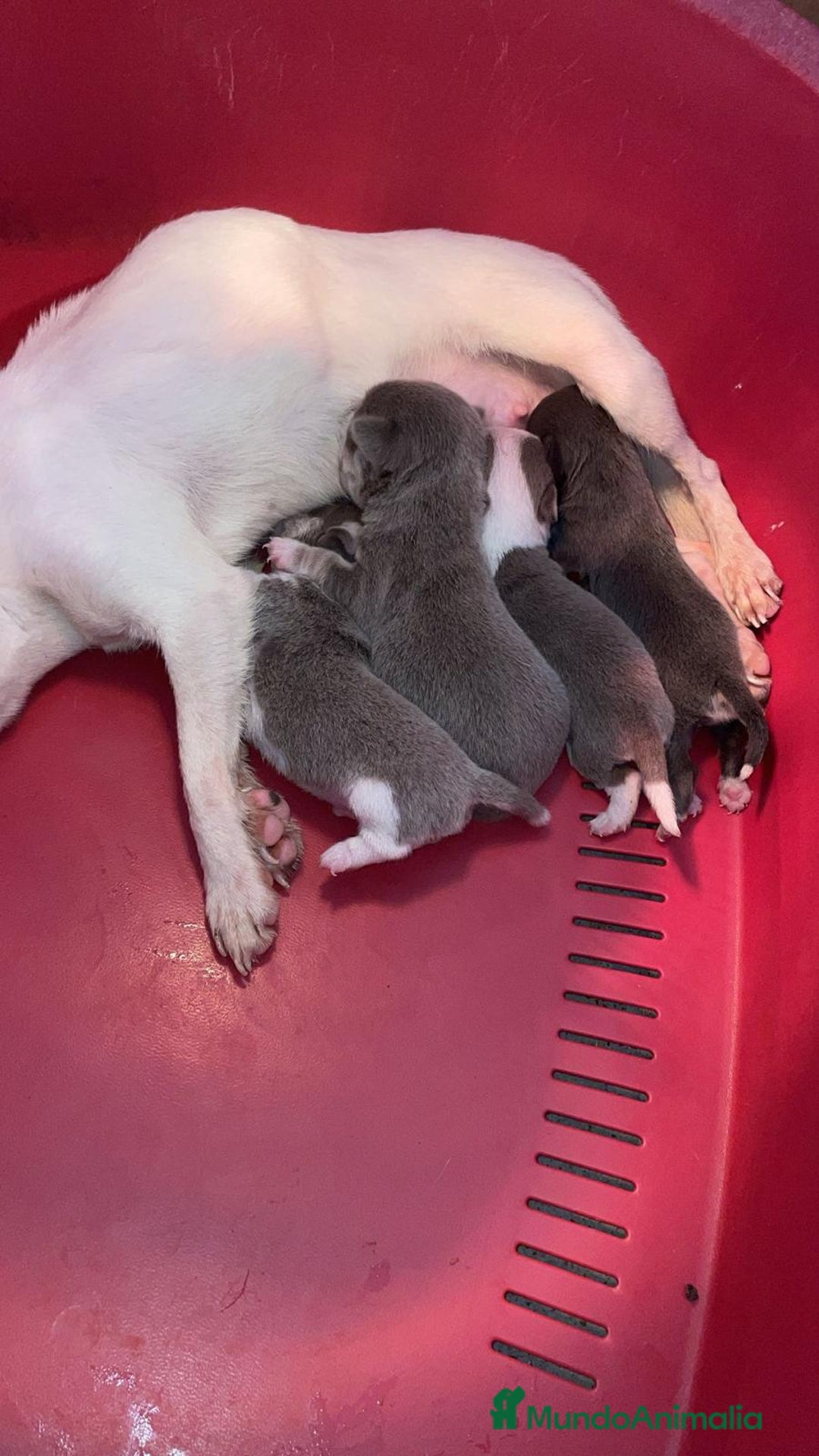 Chihuahua perros en venta: Chihuahuas Toy machos disponibles isabela y Blue  - Anuncio 2