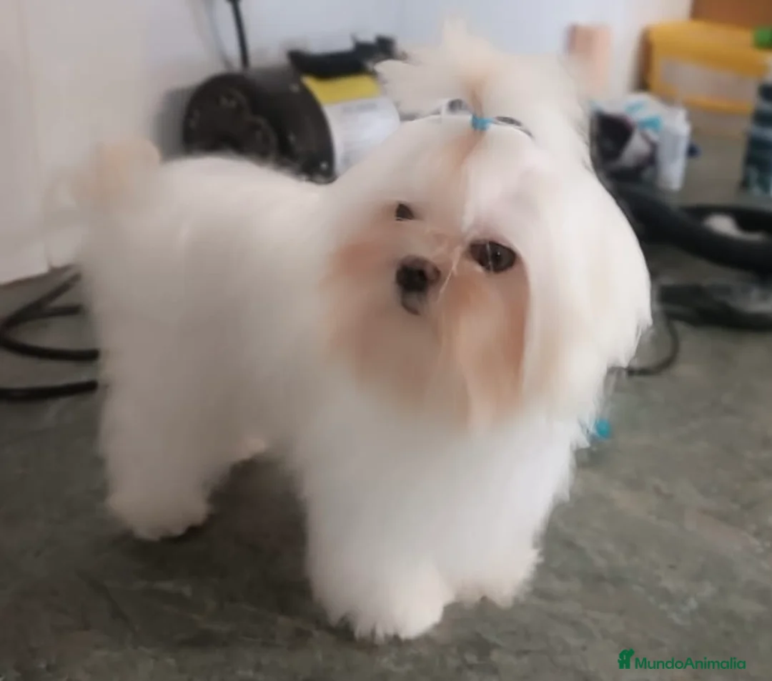 Bichón Maltés perros en venta: bichon maltes del valle caprice - Anuncio 1