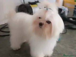 Bichón Maltés perros bichon maltes del valle caprice - Anuncio 1