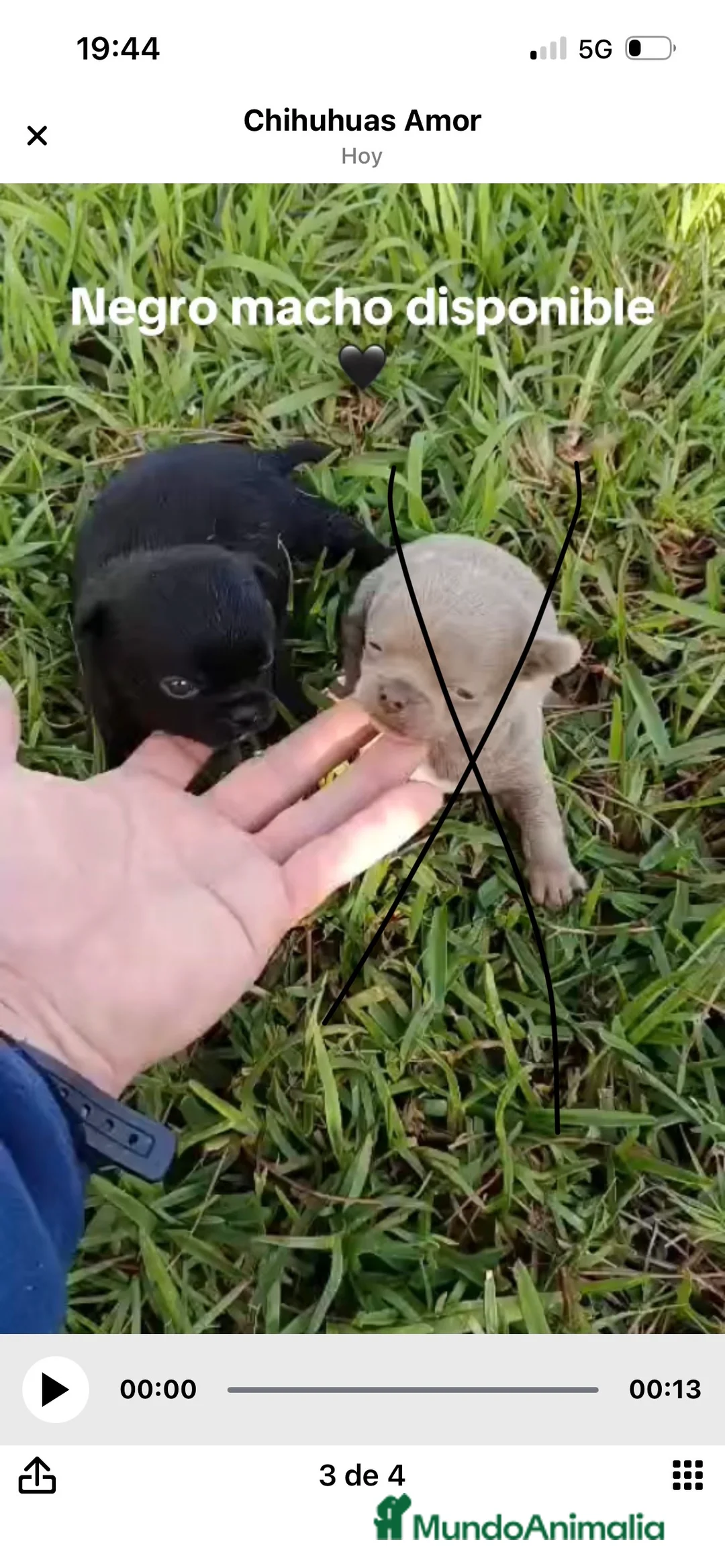Chihuahua perros en venta: Chihuhuas machos - Anuncio 1