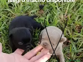 Chihuahua perros Chihuhuas machos - Anuncio 1
