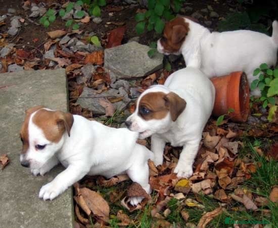 Jack Russell Terrier perros Jack Russell Puppy en Barcelona - Anuncio 1