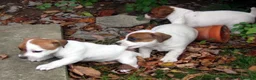 Jack Russell Terrier perros en venta: Jack Russell Puppy en Barcelona - Anuncio 1