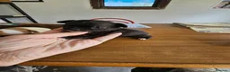 Chihuahua perros en venta: Espectaculares chihuahuas  - Anuncio 7