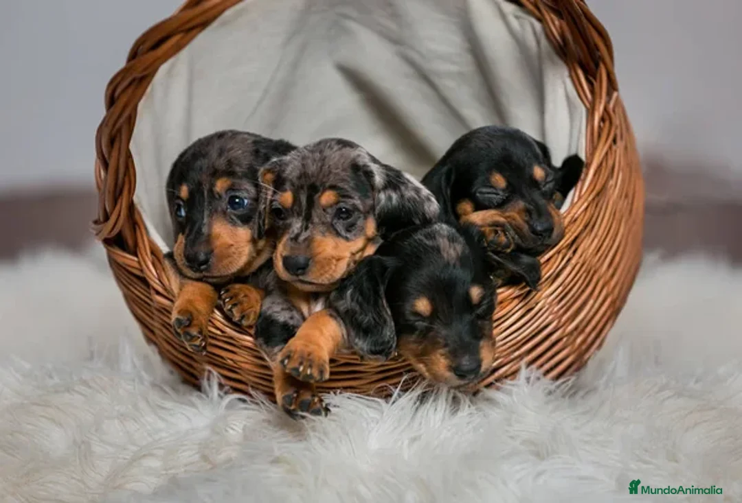 Teckel Miniatura perros en venta: TECKEL MINI  - Imagen 3