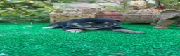 Shiba Inu perros en venta: Shiba Inu preciosos negro y rojos  - Anuncio 1