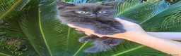 Británico de Pelo Corto gatos en venta: Gatcot.com - Anuncio 4
